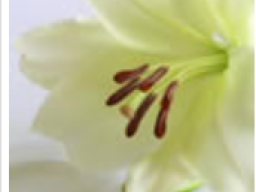 Death Notice Eileen Cunningham RIP