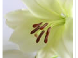 ANNUAL MASS FOR DECEASED MEMBERS AND FRIENDS Wed Dec 7th 8pm In The Club