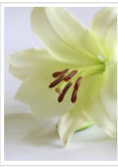 Death Notice Eileen Cunningham RIP