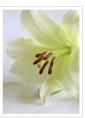 Death Notice RIP  Leo O'Beirne