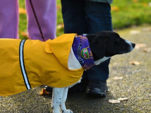 supporter